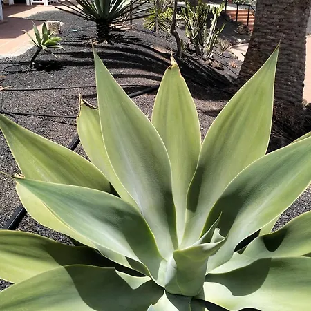 アパート Verdemare