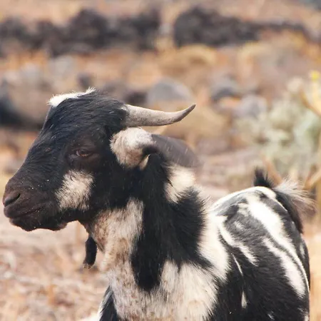 Verdemare Appartamento Corralejo